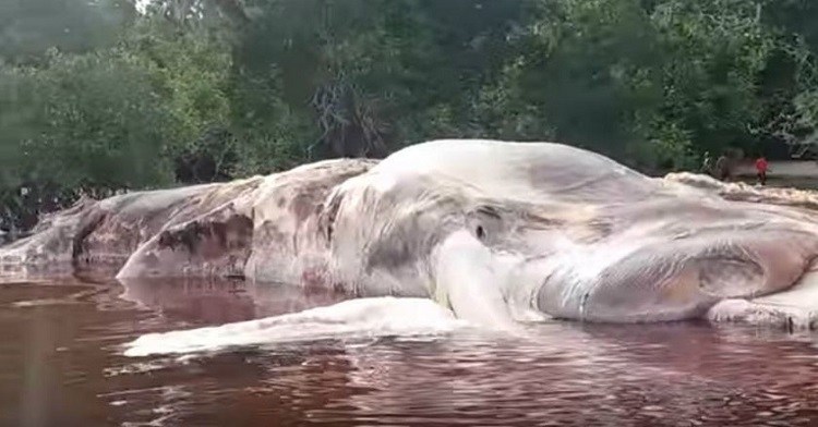 The monstrosity that washed up on the shore